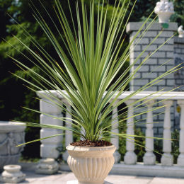 Cordyline australe